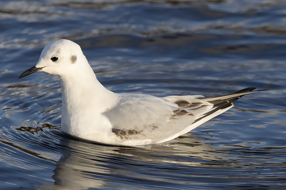 Bonaparte's gull